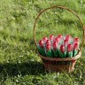 Складной зонт Тюльпан, красный Складной зонт Тюльпан, красный