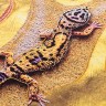 Ежедневник Butterfly Lizard, недатированный Ежедневник Butterfly Lizard, недатированный